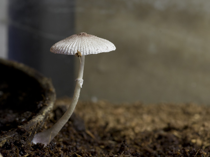 Leucocoprinus lilacinogranulosus